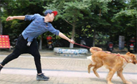 狗狗肠炎症状是什么 狗狗肠炎治疗办法