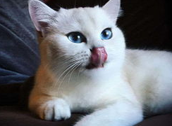春季猫咪常见的疾病处理，你都做对了吗?