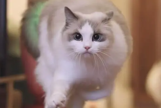 为什么猫咪总在屋里跑