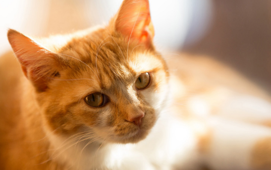 猫咪突然换粮能自愈吗？怎么给猫咪换粮？