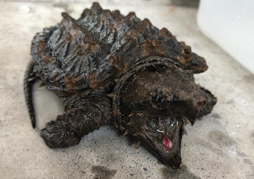 真鳄龟怎么养？看过来