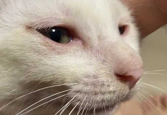 引起猫咪眼睛变红的原因有哪些? 引起猫咪眼睛变红的原因有哪些?