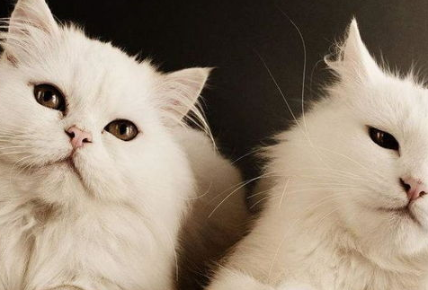 如何培养猫咪自我保护能力？猫咪的自我保护能力！