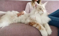 缅因猫名字取什么霸气