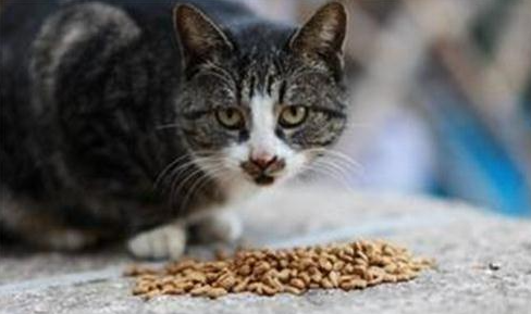 优质猫粮的选择方式是什么?优质猫粮的选择方式 优质猫粮的选择方式是什么?优质猫粮的选择方式