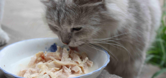 猫咪吃异物的表现有哪些