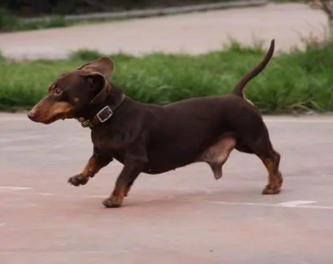 纯种腊肠犬多少钱一只 纯种腊肠犬多少钱一只
