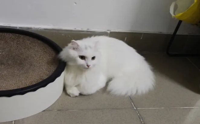 临清狮子猫养殖基地