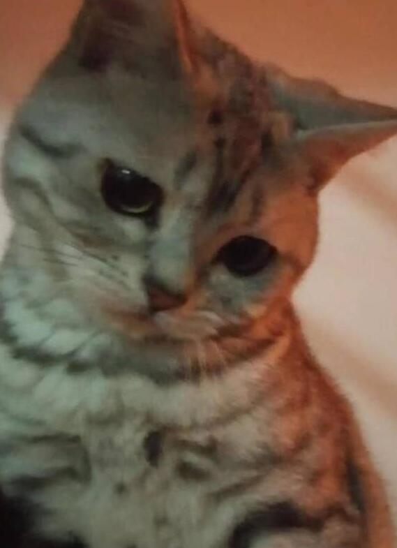 家猫做完绝育第二天,主人看到猫咪的表情想哭,网友:还不哄哄它 家猫做完绝育第二天,主人看到猫咪的表情想哭,网友:还不哄哄它