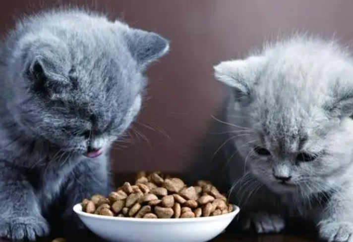 没猫粮了可以喂什么给猫，不知道的看过来！