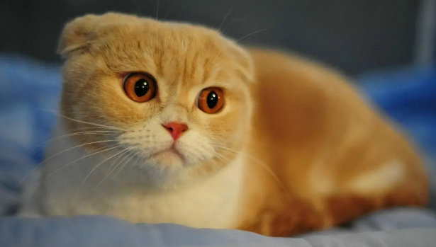 绝育母猫的分辨图