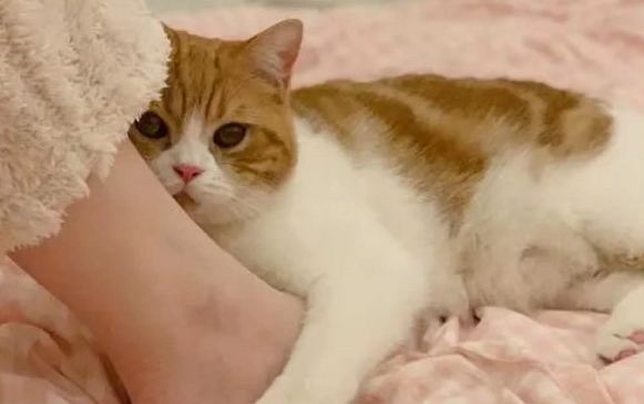 猫咪为什么站在脚上睡觉