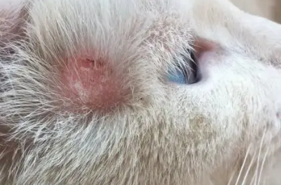 猫尾巴长猫藓的处理方法