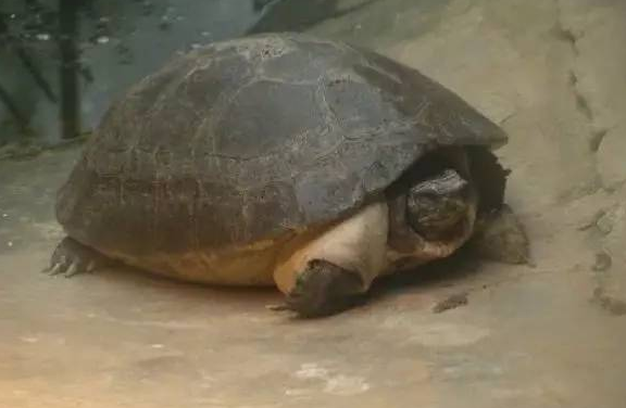 话说，马来西亚巨龟需不需要冬眠？