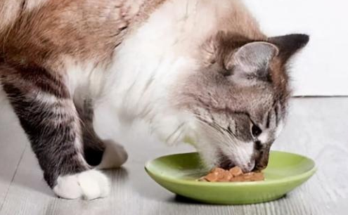 小猫吃什么不掉毛?来了解下吧 小猫吃什么不掉毛?来了解下吧