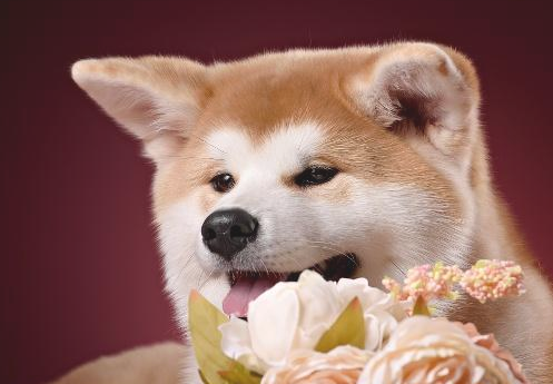 如何区别柴犬和秋田犬,关键有这几个方面! 如何区别柴犬和秋田犬,关键有这几个方面!