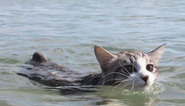 如何训练宠物猫猫游泳?猫咪怎么游泳? 如何训练宠物猫猫游泳?猫咪怎么游泳?