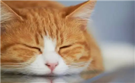 猫咪受凉之后流鼻涕的原因