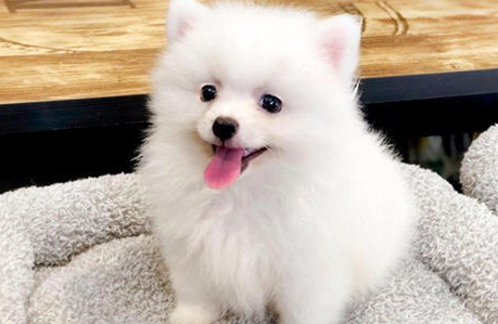 腹部就非常容易涨痛,幼犬涨肚不排便该怎么办 腹部就非常容易涨痛,幼犬涨肚不排便该怎么办