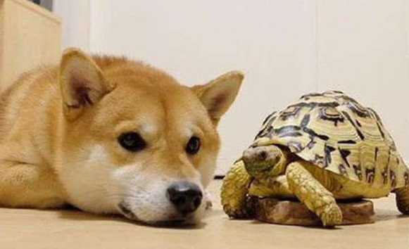 狗吃了乌龟壳后会死吗