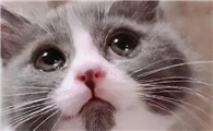 猫咪为什么总是流眼泪，猫咪流泪是什么原因引起的？