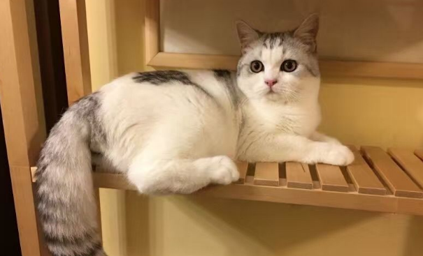 正规猫舍实体店南京
