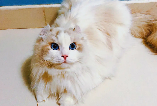 美国卷耳猫怎么看品相 图片
