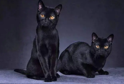 普通黑猫和孟买猫对比 普通黑猫和孟买猫对比