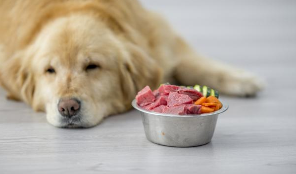 狗狗不吃狗粮如何喂药呢