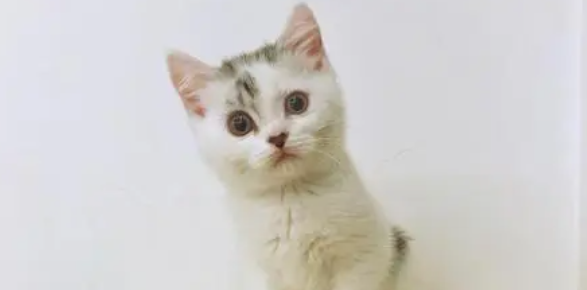 美短净梵猫特征 美短净梵猫特征