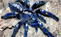蓝宝石华丽雨林蜘蛛是什么蜘蛛