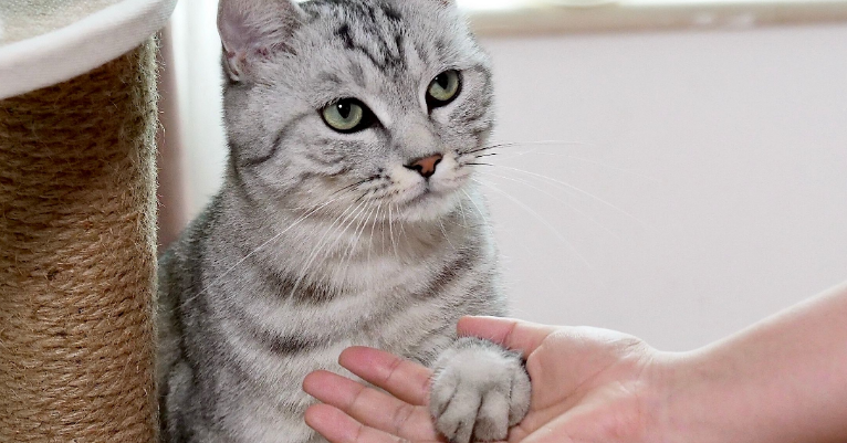 如何训练猫咪握手?训练猫咪握手打招呼的方法! 如何训练猫咪握手?训练猫咪握手打招呼的方法!