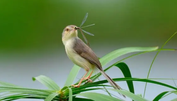 柳莺鸟一年叫几个月