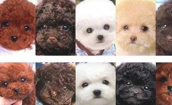 泰迪犬价格不一样,全是这4个要素决策的! 泰迪犬价格不一样,全是这4个要素决策的!