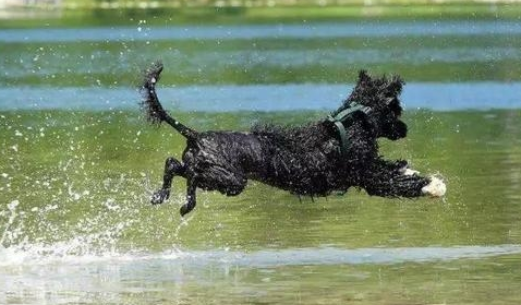 “水性”最好是的5种狗狗，每只都能“飞驰人生”