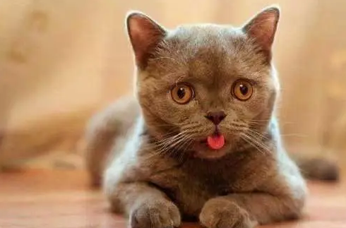 猫咪排毛球,猫咪做b超能看到肚子里的毛球吗?