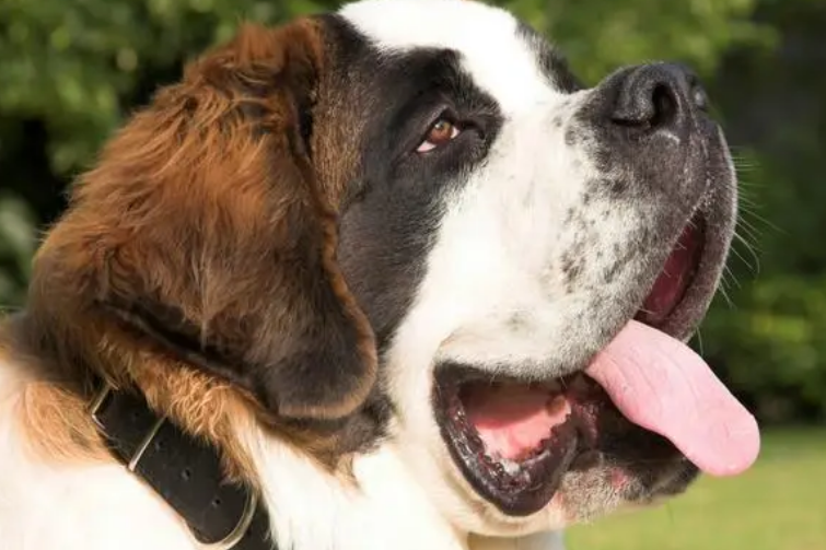 怎样给圣伯纳犬做牙齿护理？
