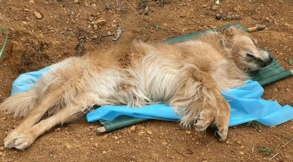 狗狗这种普遍的“死因”,主人家要高度重视起来了 狗狗这种普遍的“死因”,主人家要高度重视起来了