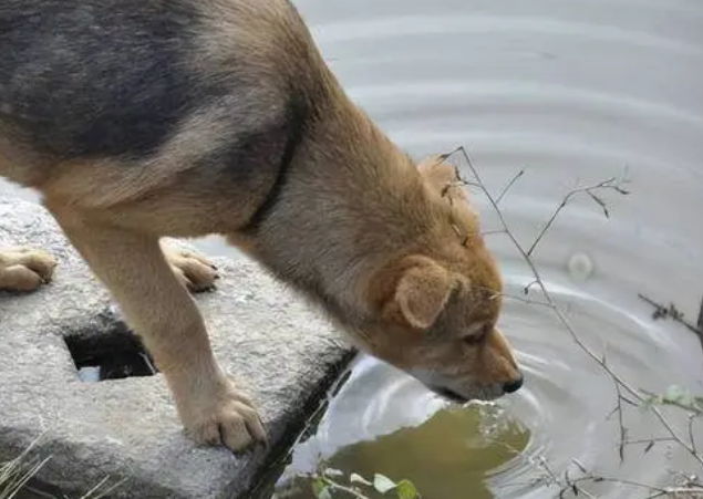 为什么狗狗爱喝脏水