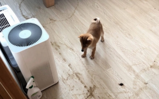狗狗为什么跑到卧室拉屎