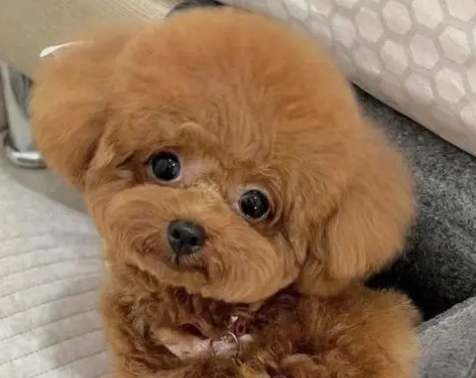 小泰迪母狗好多年不孕症是怎么回事? 小泰迪母狗好多年不孕症是怎么回事?