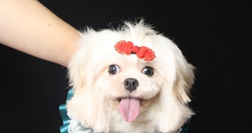 狗狗出现严重便秘，能多喝水就可以了嘛？