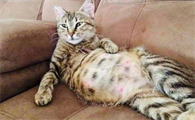 猫咪有没有肚脐眼啊