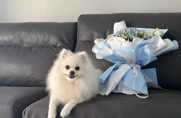 有八种原因 会导致博美犬拉肚子 有八种原因 会导致博美犬拉肚子