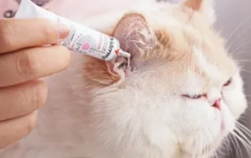 猫咪内耳炎的治疗方法有哪些
