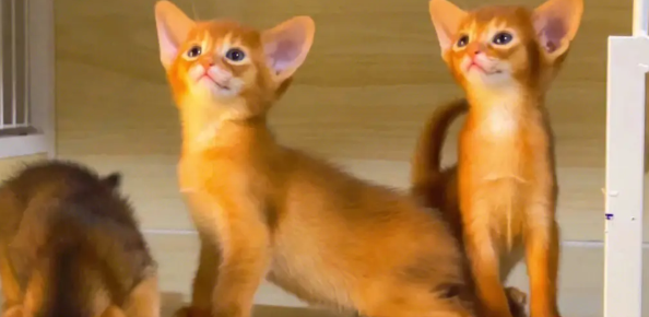 阿比西尼亚猫怎么喂