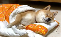 为什么狗狗总在家睡觉