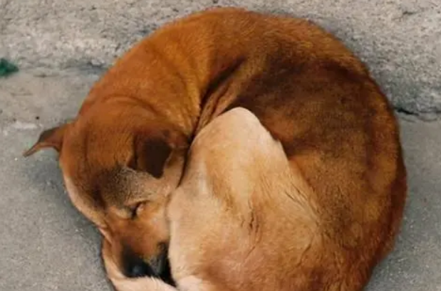 狗狗为什么睡在门口 狗狗为什么睡在门口