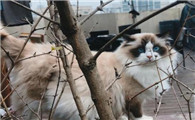 高三养猫还是养狗