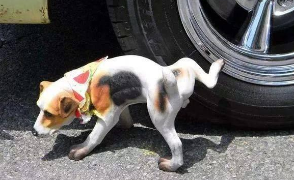一个月的小狗能训练大小便吗
